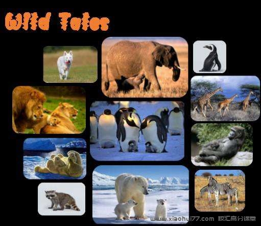 BBC 少儿动物世界《Wild Tales》全1-4季 英文版 英文字幕 MP4视频  百度网盘下载